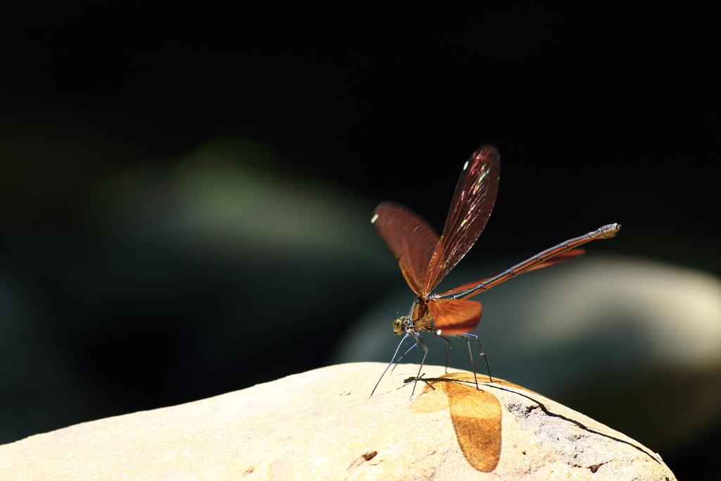 ♀もアピールです