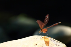 ♀もアピールです