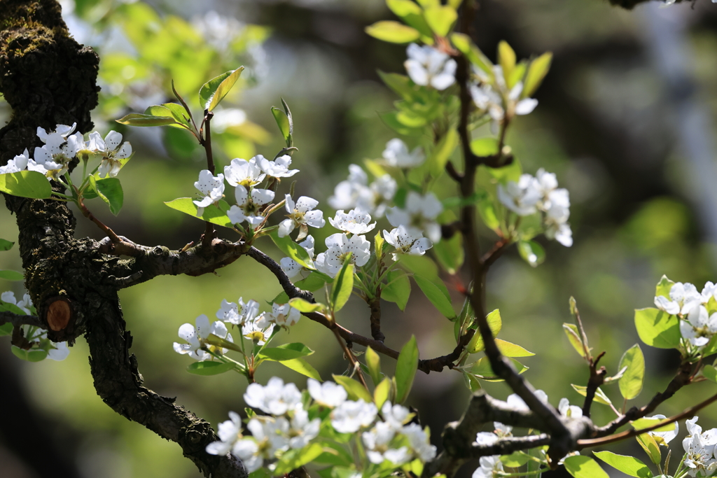 故郷・洋梨の花咲く春