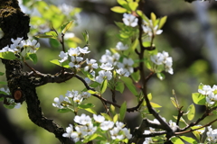 故郷・洋梨の花咲く春
