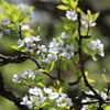 故郷・洋梨の花咲く春