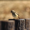 時期の身近な鳥さん　２