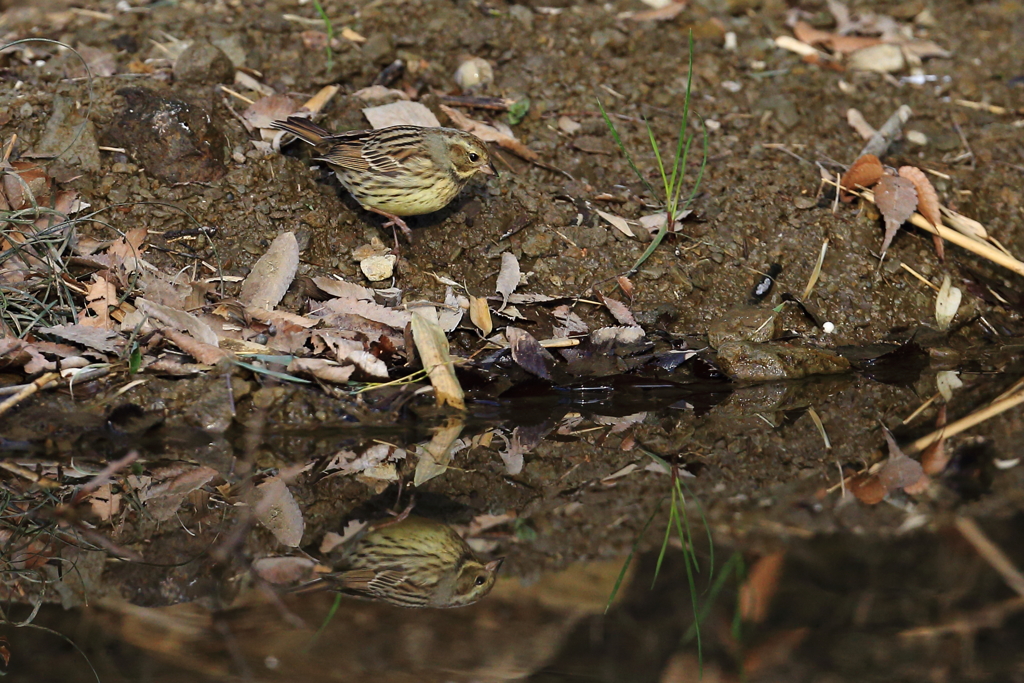 あっ　アオジが出た(^_^)