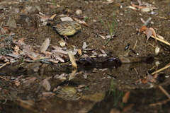 あっ　アオジが出た(^_^)