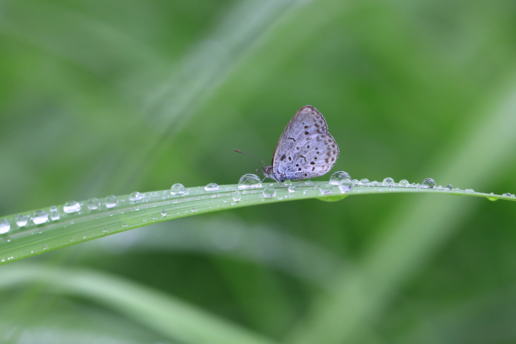 雨粒