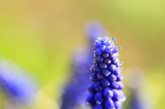 故郷・撮り貯め投稿　　朝の顔
