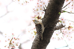 コゲラ君　・（花粉まみれ）