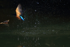 飛沫の星々