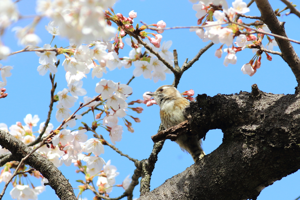 コゲラ君と桜