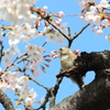 コゲラ君と桜