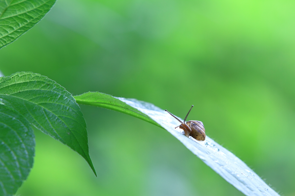 ヤリはどこから