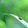 ヤリはどこから