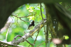 故郷の探鳥から　・　クロツグミ　