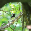 故郷の探鳥から　・　クロツグミ　