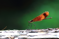 ♀もアピール　３