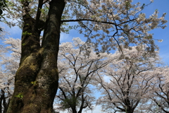 桜に憩います