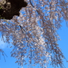 故郷。撮り貯め投稿　　花見３