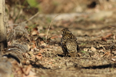 トラツグミの見返り風