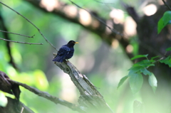 故郷の探鳥から　クロツグミ　５