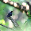 故郷の探鳥から　クロツグミ　５