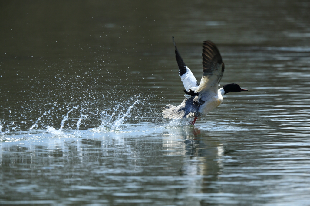 故郷・撮り貯め投稿　おしまい１