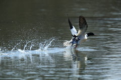 故郷・撮り貯め投稿　おしまい１