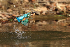 ♂の水浴び写し