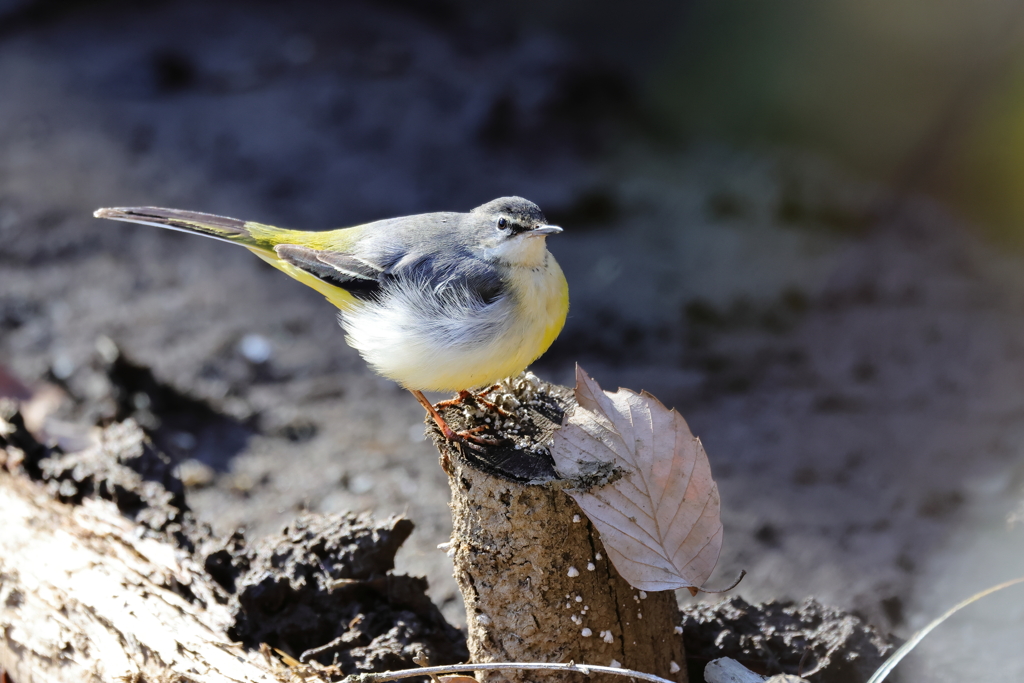 身近な鳥さん