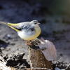 身近な鳥さん