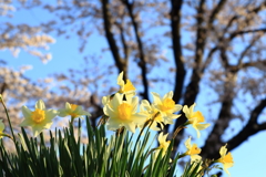 桜にラッパ