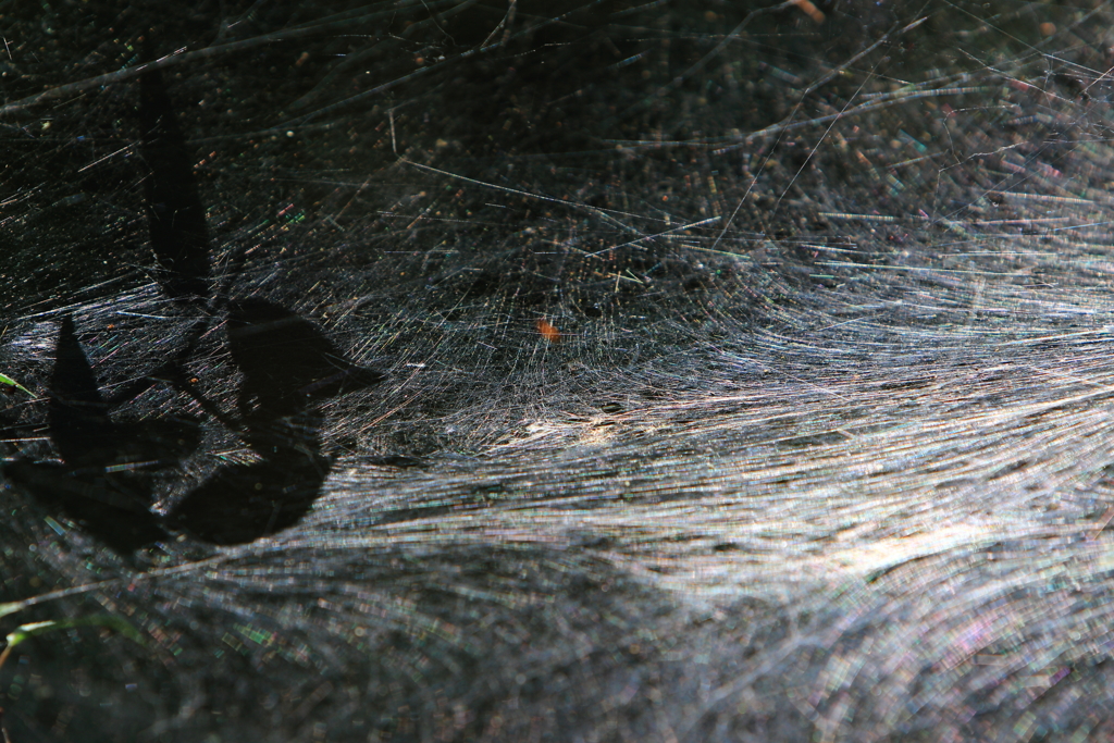 創造の　ふしぎ