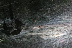 創造の　ふしぎ