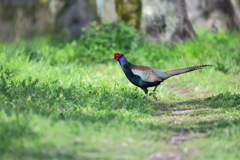小春日和に闊歩