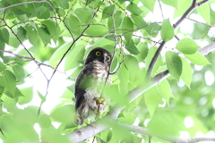 まだ1羽だけ