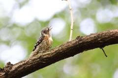 ♂です