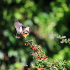 居着いた飛来鳥3