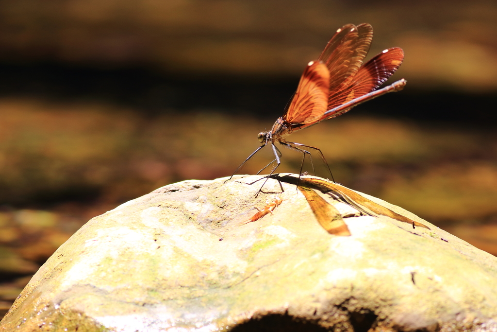 ♀もアピール　２