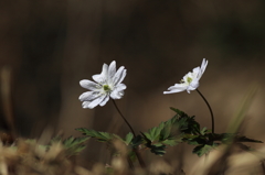 故郷・撮り貯め投稿　　春探して３