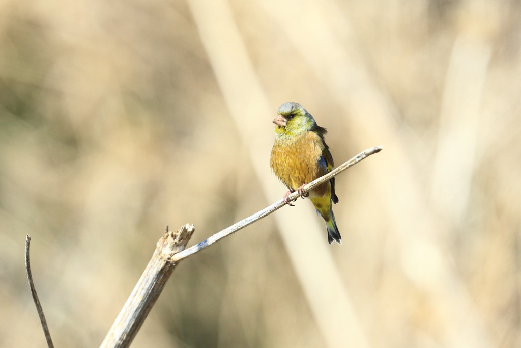 身近な鳥さん　３