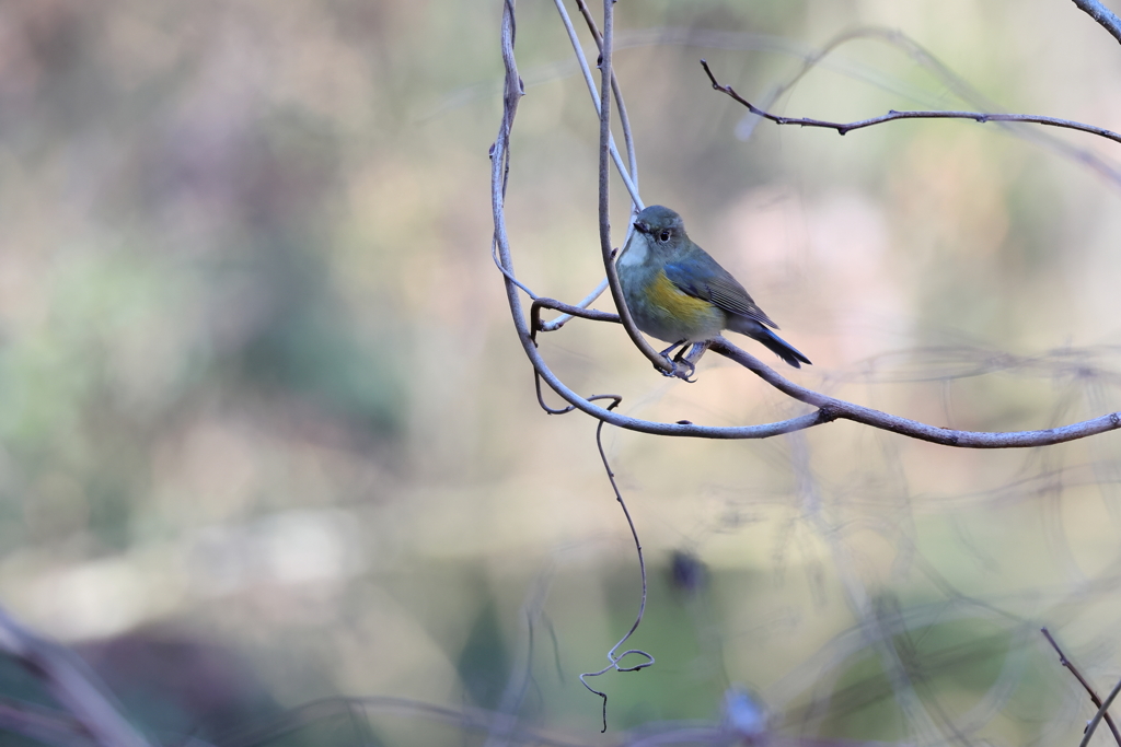 お相手の鳥さん