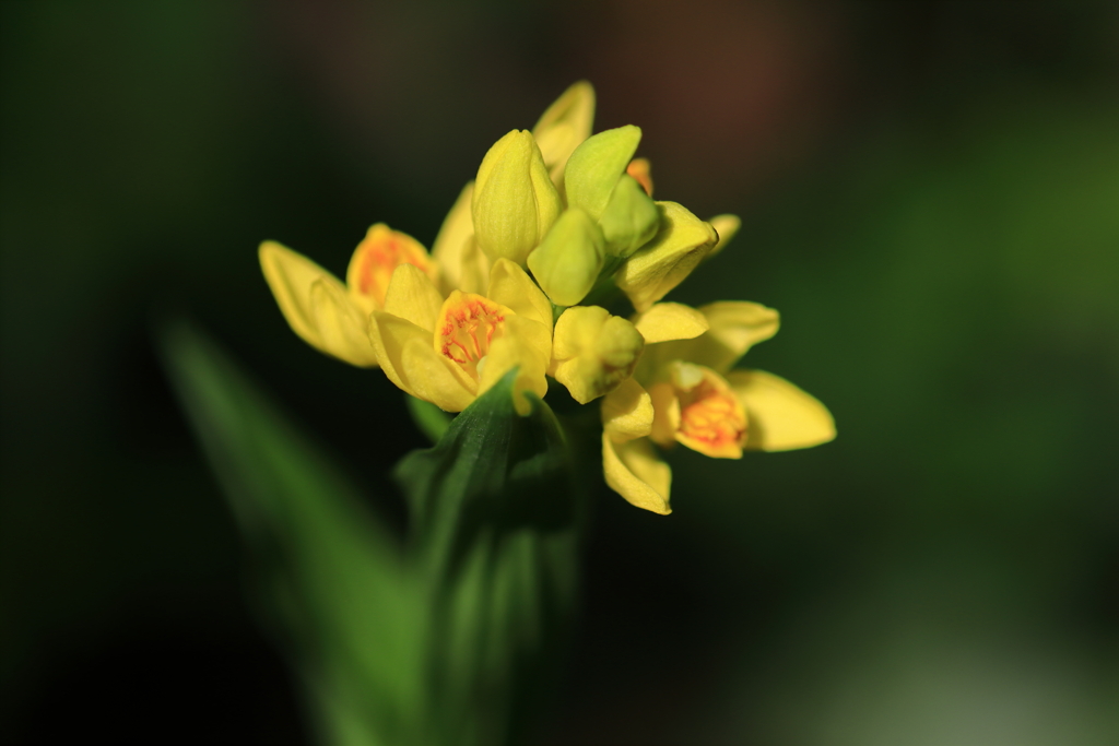 花粒が主張