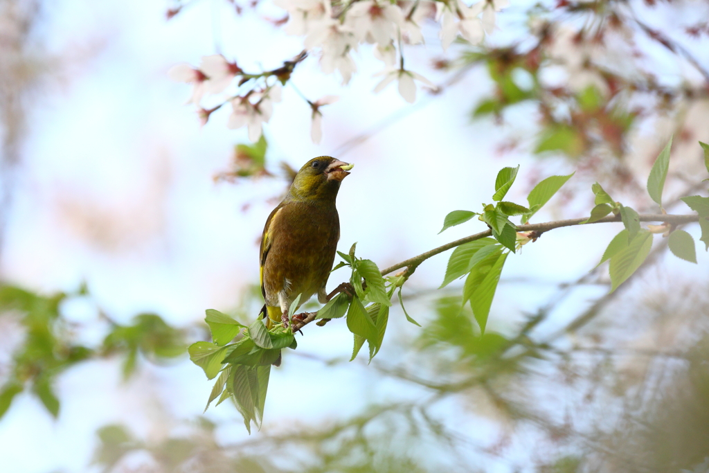 春たけなわのご馳走