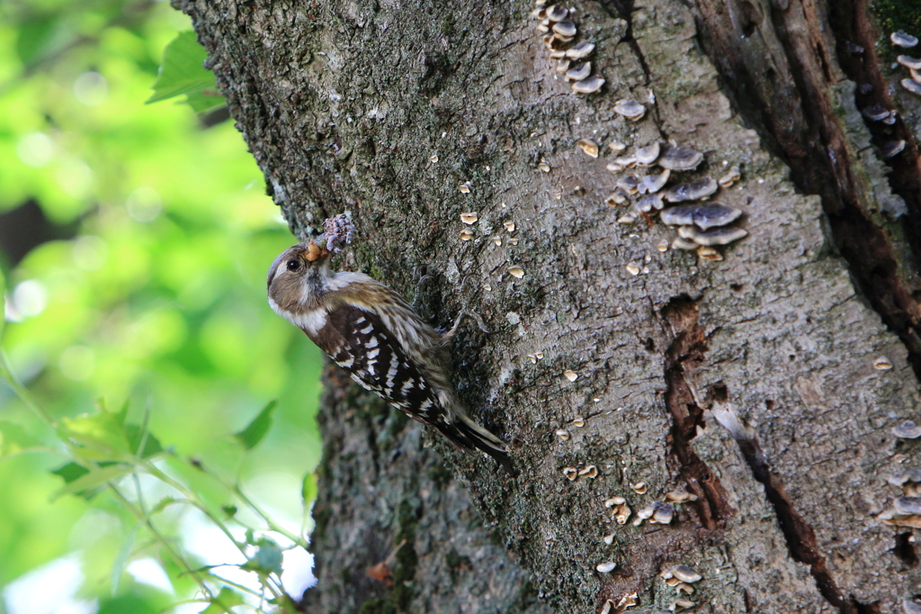 わぁ　くわえすぎ