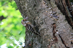 わぁ　くわえすぎ