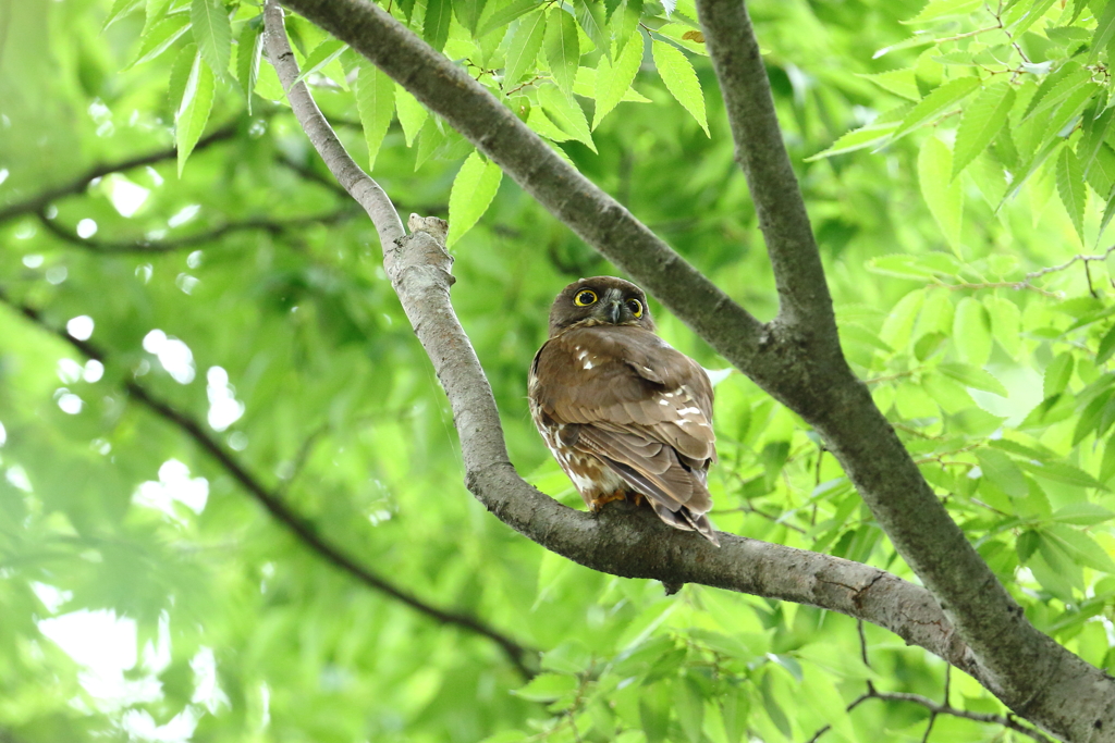 近所の青葉のアオバ