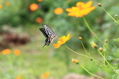 小さな花畑