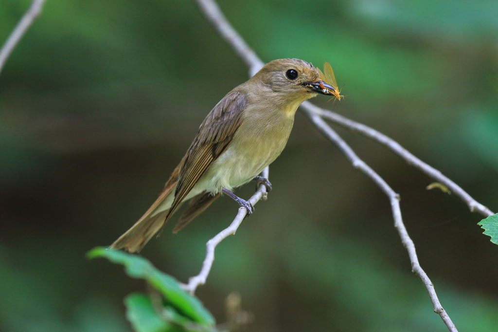 オオルリ鑑賞　２