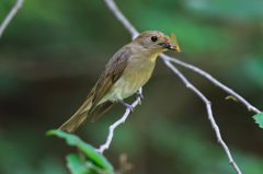 オオルリ鑑賞　２