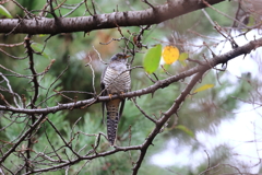 ツツドリ幼鳥みたい