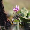 春を奏でる花